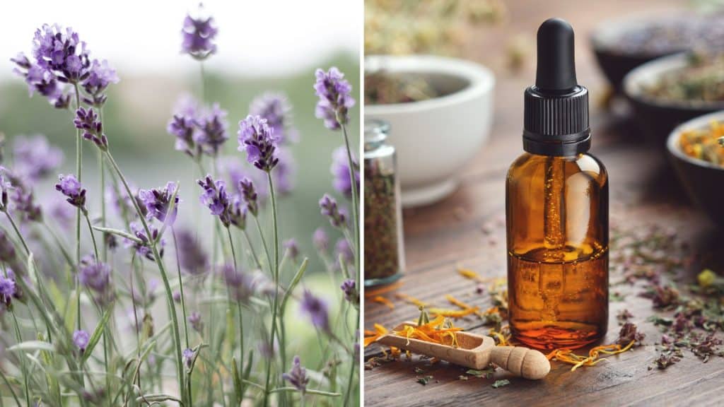 Some of the best essential oils for relaxation include lavender eucalyptus and chamomile | TheMediterra.com