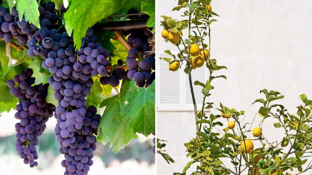 By including a variety of fresh produce in your Mediterranean grocery list, you can elevate your meals with wholesome ingredients that are both healthy and flavorful.
