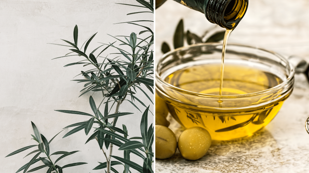 Culinary Traditions of Olive Trees in the Mediterranean