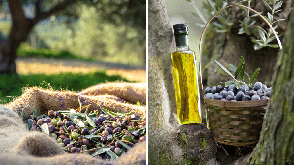 Harvesting olives is often a communal activity, bringing together families, friends, and neighbors.