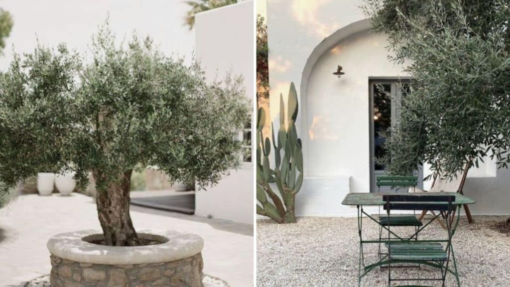History and Cultural Significance of Olive Trees in the Mediterranean