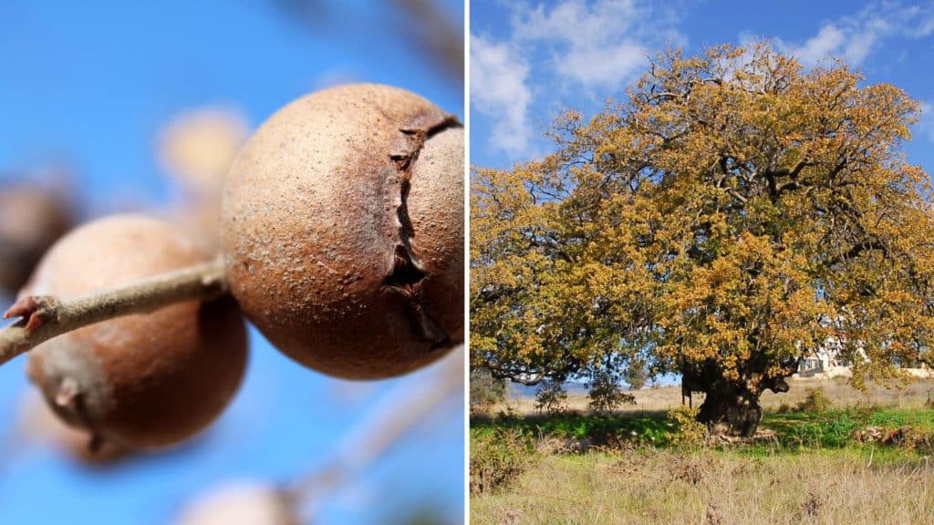 Aleppo Oak (Quercus Infectoria)
