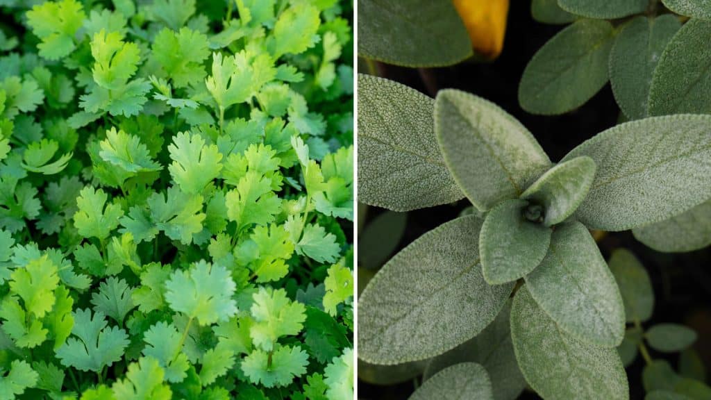 Mediterranean Spices: Adding Flavor to Your Dishes Coriander and sage are commonly used in Mediterranean cuisine