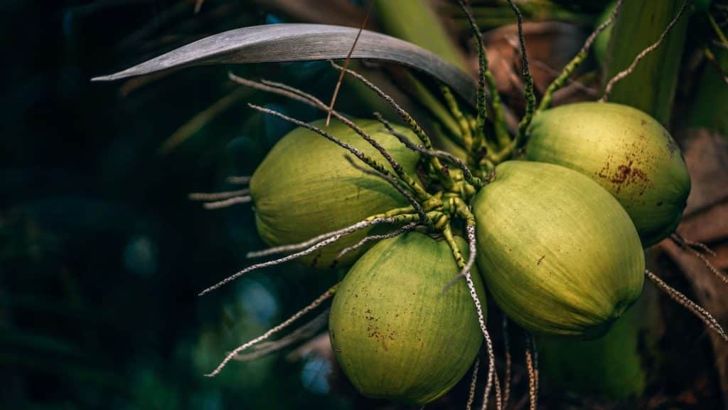 Growing your own food is a common practice in Mediterranean living