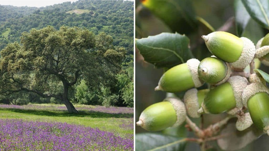 Holm Oak (Quercus Ilex)