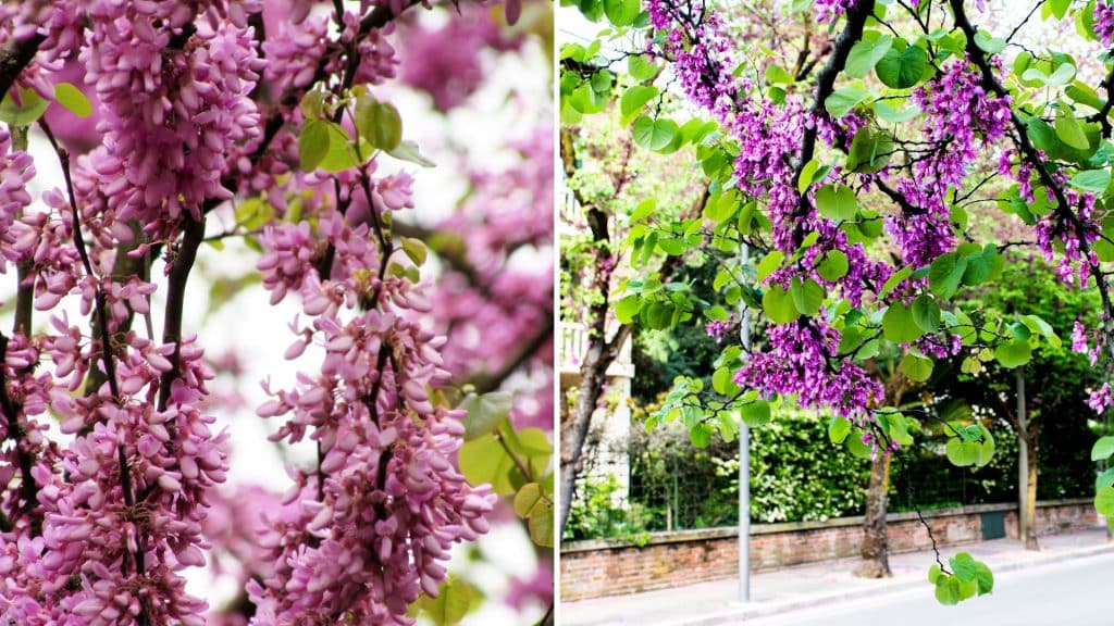 Judas Tree (Cercis Siliquastrum)