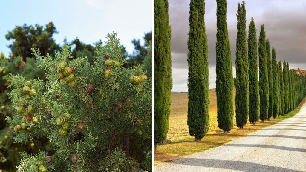 Mediterranean Cypress 