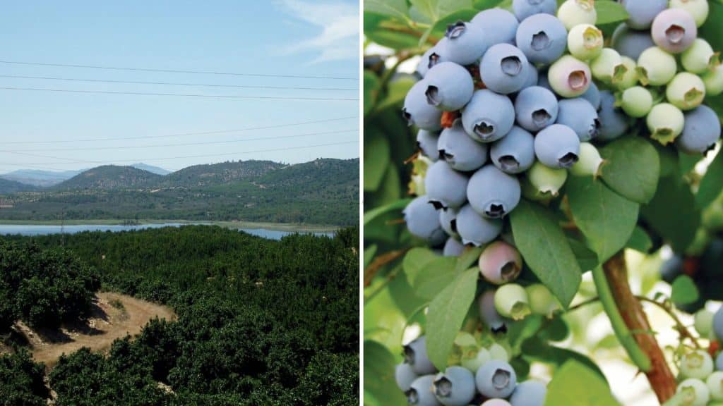 Mediterranean Superfoods: Boost Your Health with These Nutritious Delights One of the largest blueberry growing areas in Mediterranean is Huelva in Spain