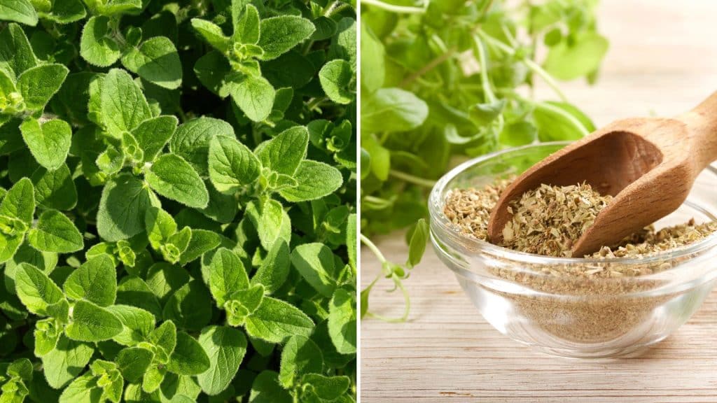Mediterranean Spices: Adding Flavor to Your Dishes Oregano is one of the most commonly used herbs in the Mediterranean and is often used in Greek and Italian cooking