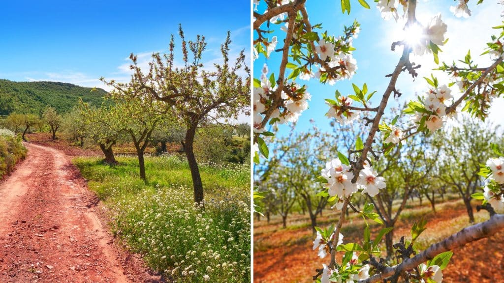 Mediterranean Superfoods: Boost Your Health with These Nutritious Delights Almond trees are common in the Mediterranean nature