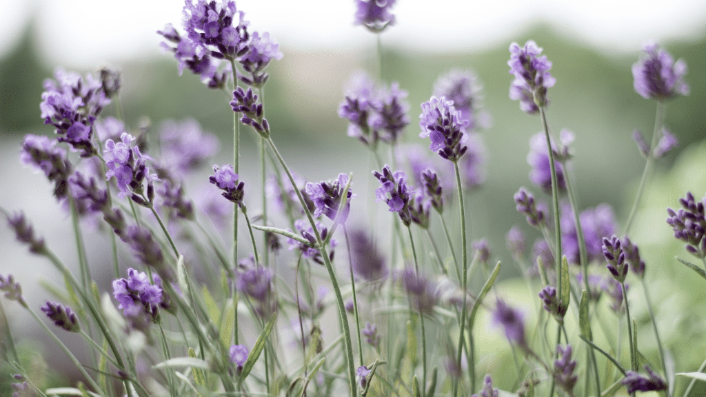 Lavender is a herb that is often used in perfumes and soaps
