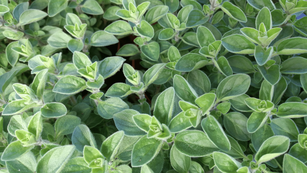 Marjoram is often used in cooking