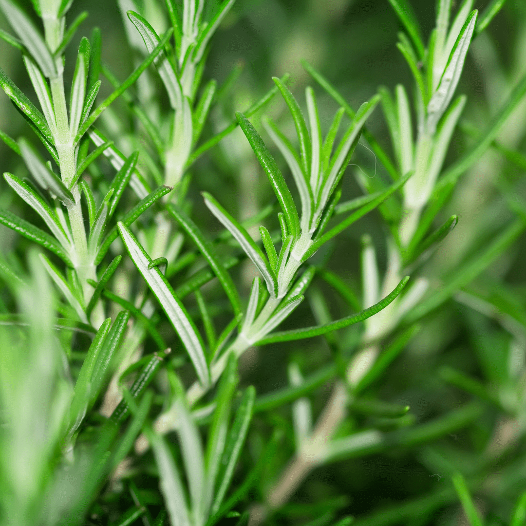 Mediterranean Herb Garden