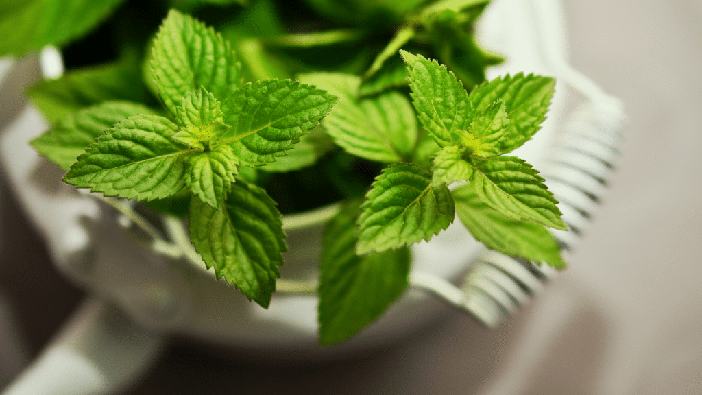 Mint is often used in teas and other beverages