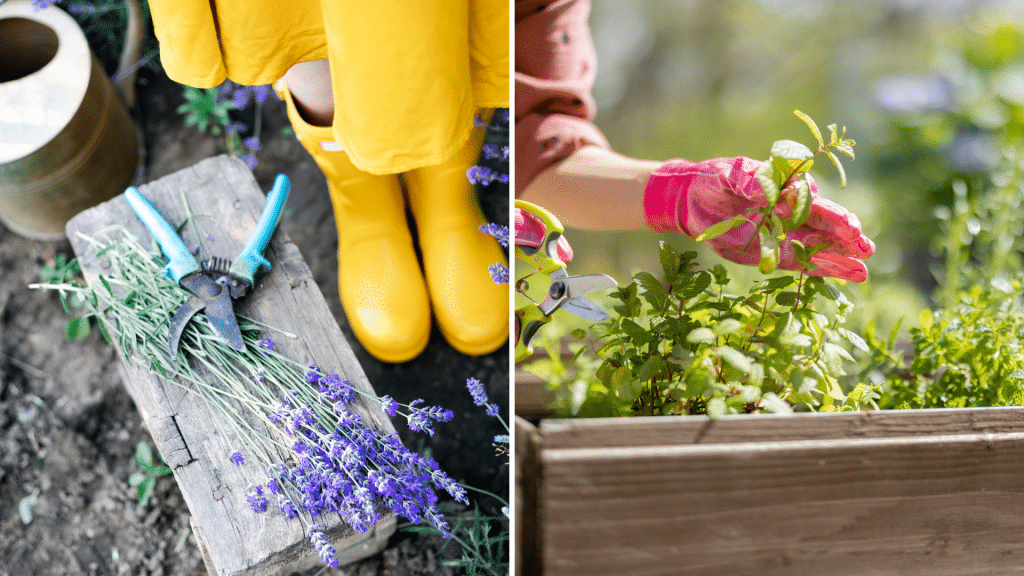 Pruning herbs regularly keeps them from becoming too woody and encourages bushy growth.