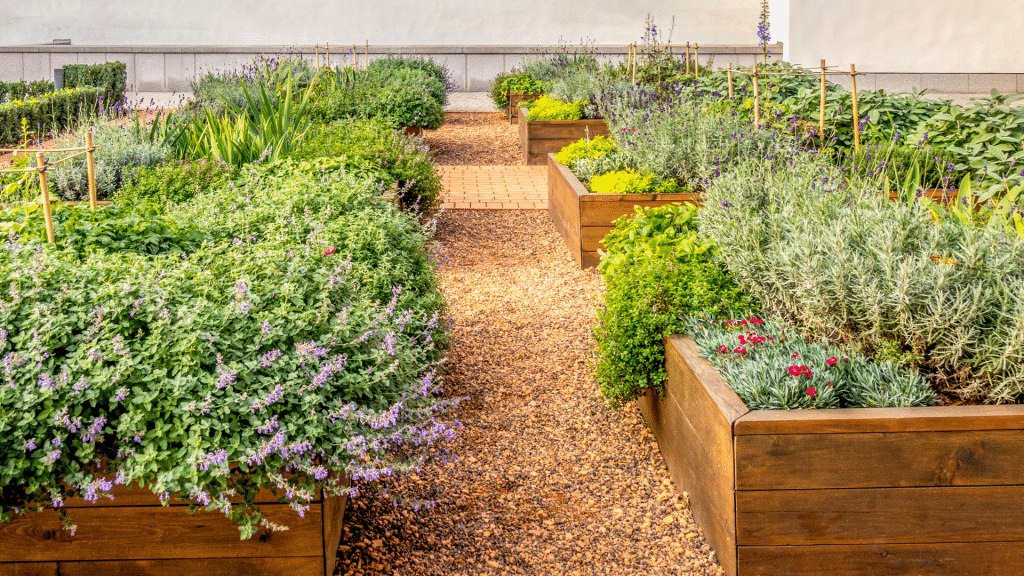 Raised beds to grow your Mediterranean herbs