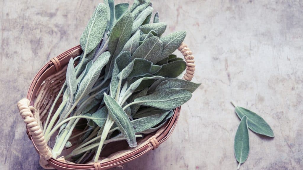 Amazing Mediterranean Spa Products - Unveiling the Essence of Wellness Sage is renowned for its cleansing and stimulating properties, particularly for hair and scalp health