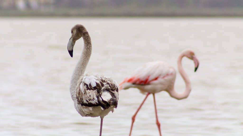 Black and pink flamingos in the salt lake of Larnaca, Cyprus