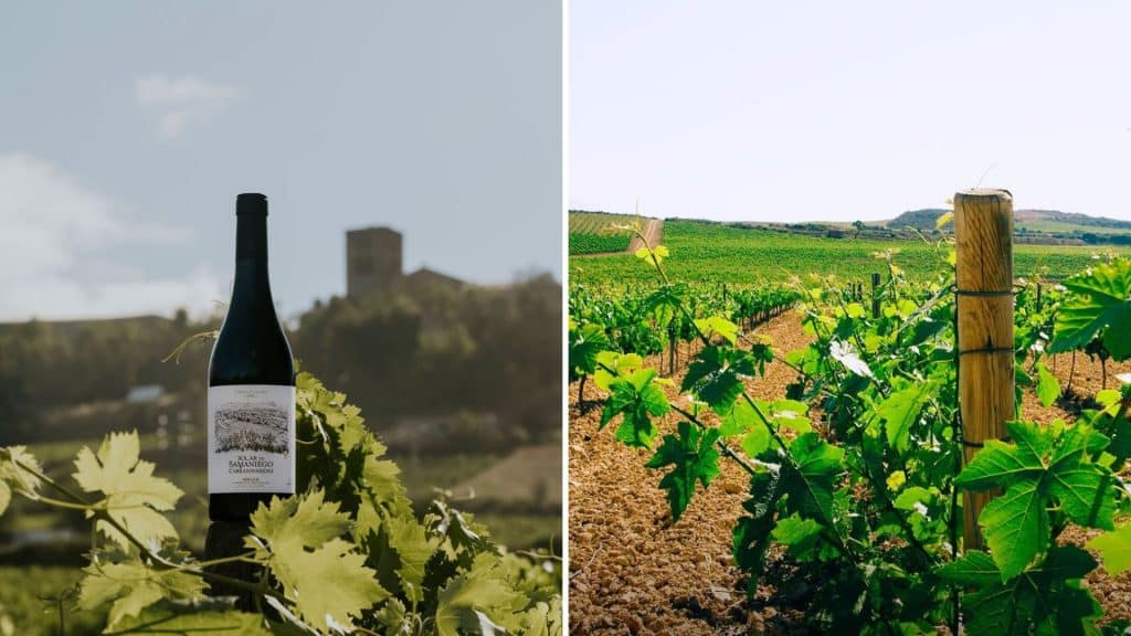 Bodegas Solar de Samaniego 