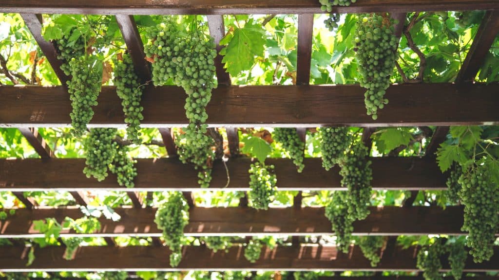 viticulture
