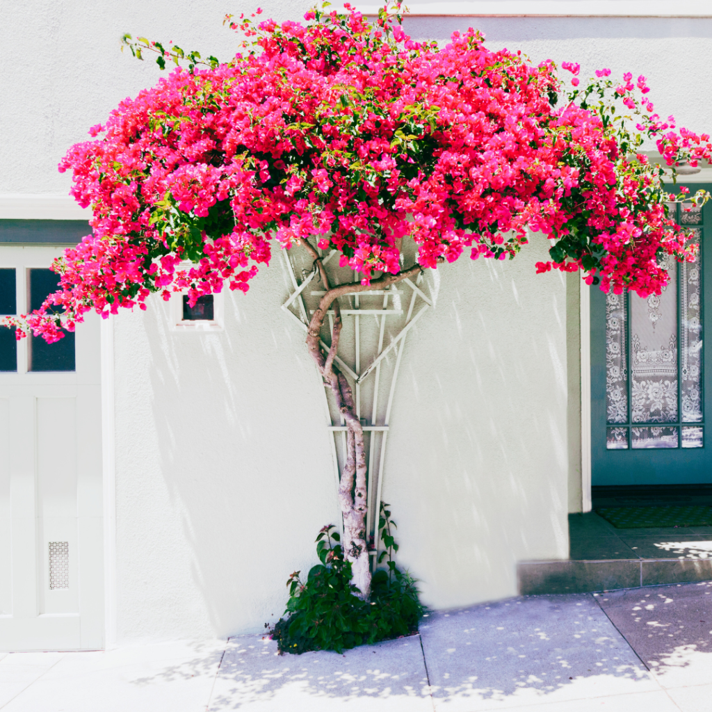 Bougainvillea is a colorful vine that's often used to cover walls or trellises