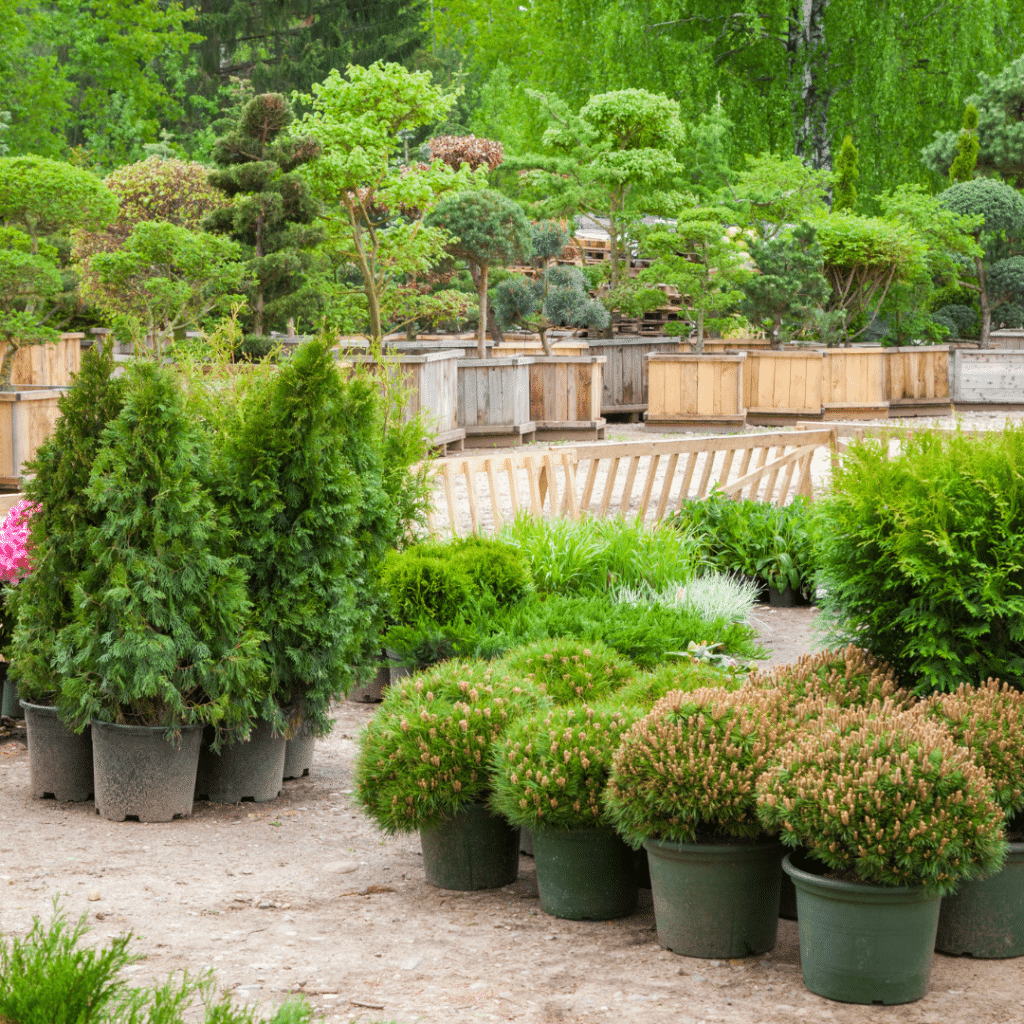 Cypress trees make a great shade adding privacy in your Mediterranean garden