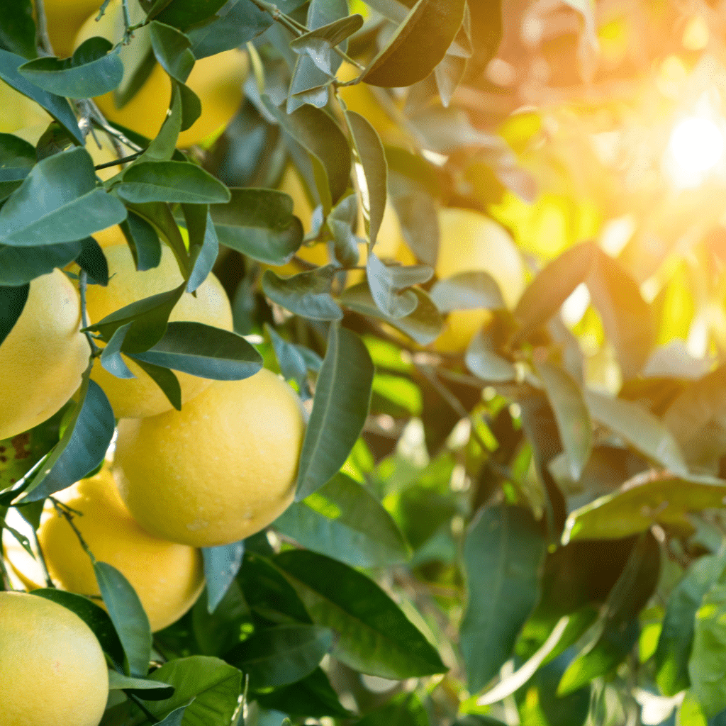 Lemon, orange, and grapefruit trees are all common in Mediterranean gardens