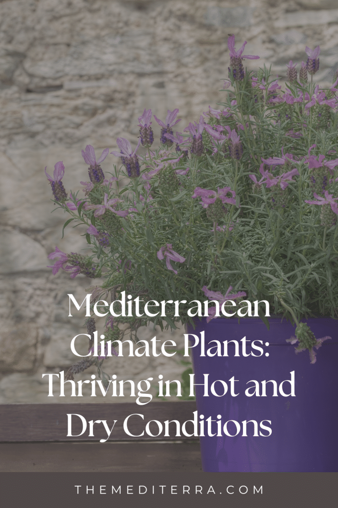 Mediterranean Climate Plants: Thriving in Hot and Dry Conditions