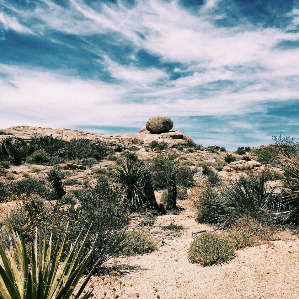Many Mediterranean plants prefer rocky soil