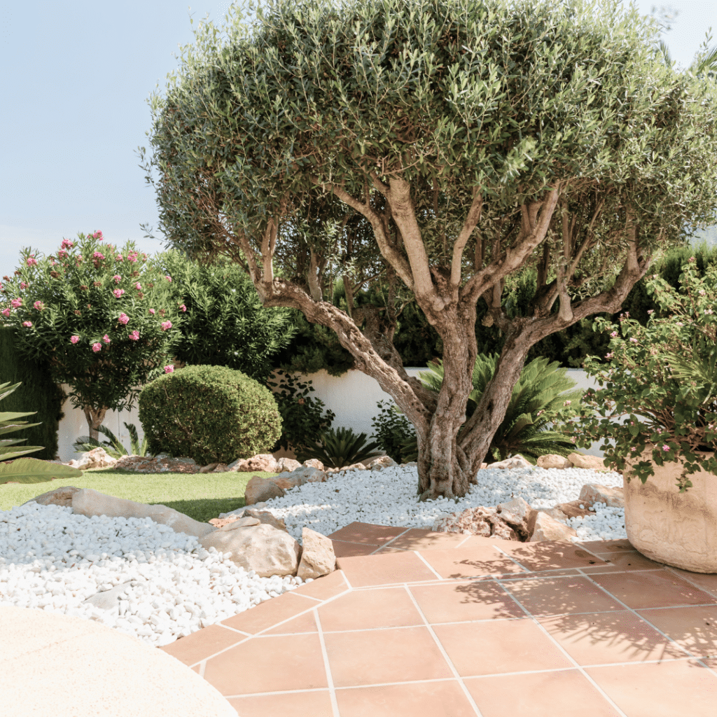 Mediterranean plants are known for their drought tolerance