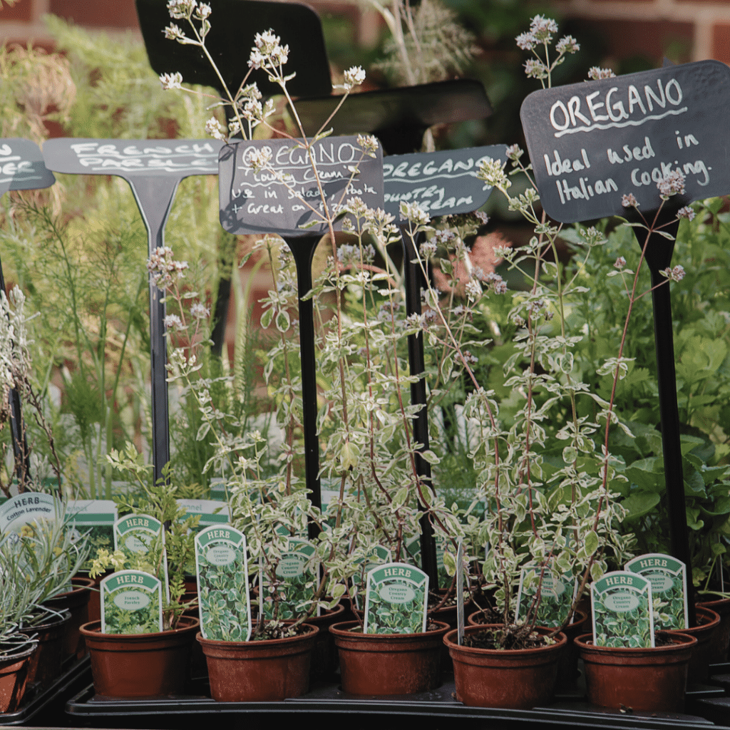 Oregano is drought-tolerant and attracts pollinators