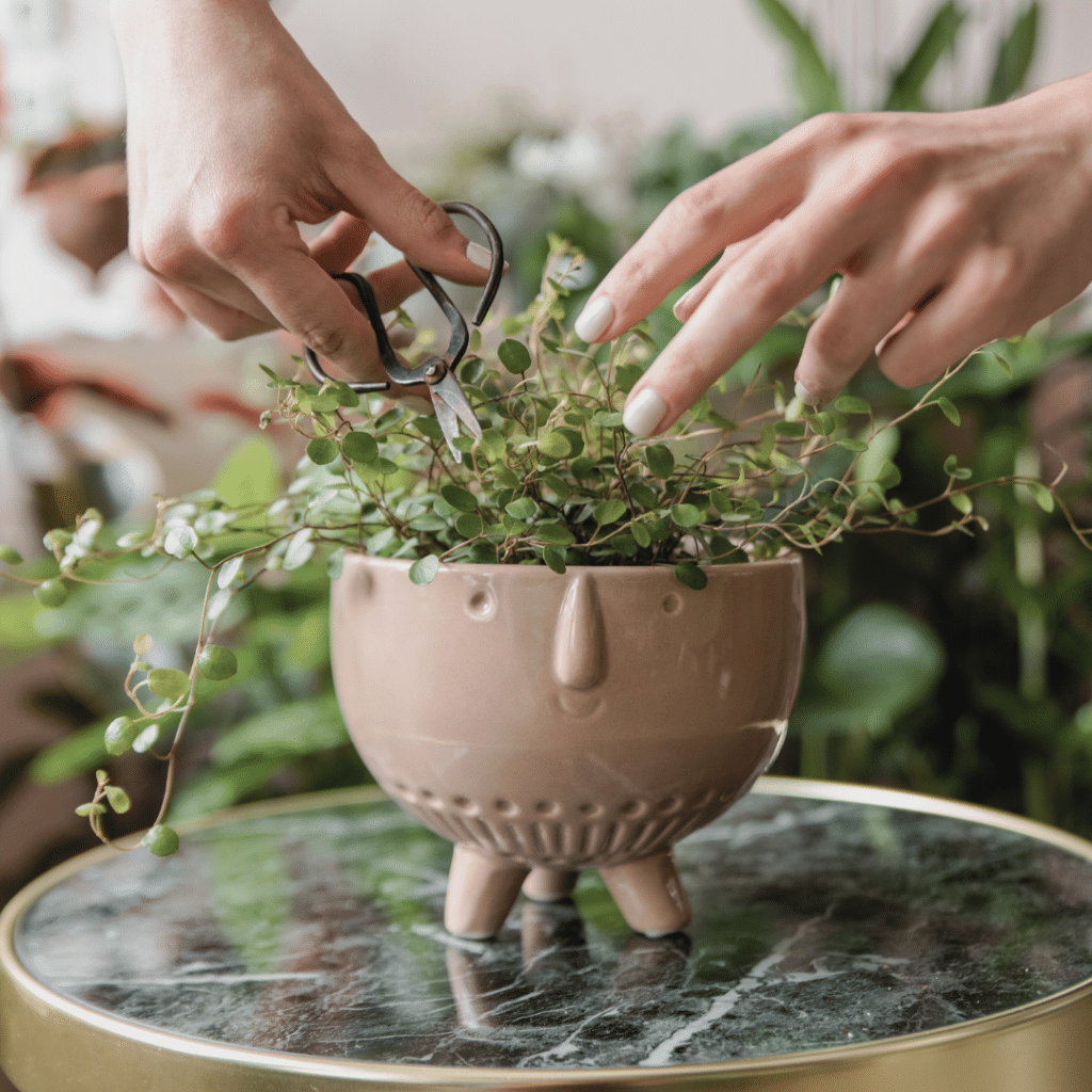 Prune your plants regularly