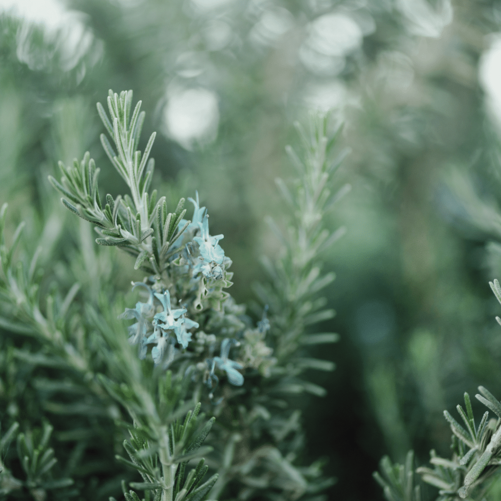 Rosemary is a common Mediterranean plant used in cooking