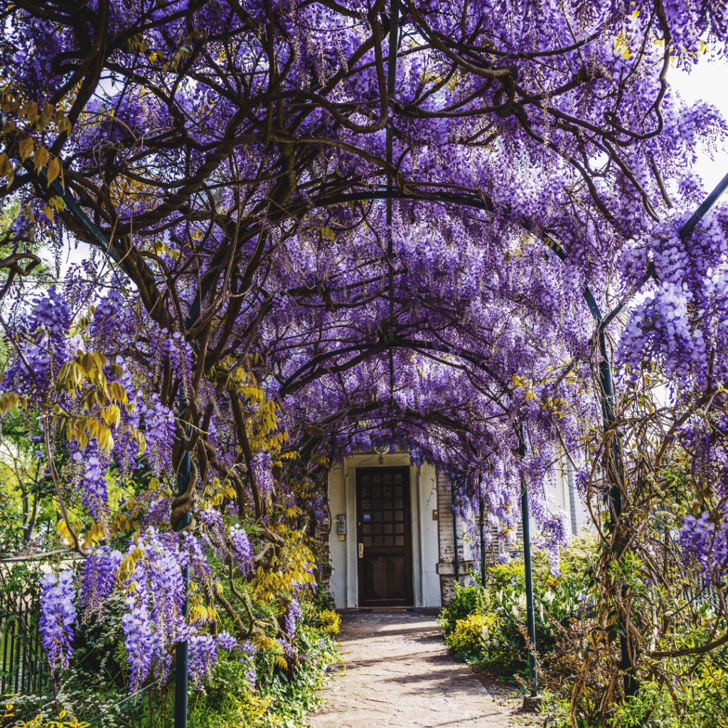 Wisteria is a beautiful vine that produces clusters of fragrant flowers