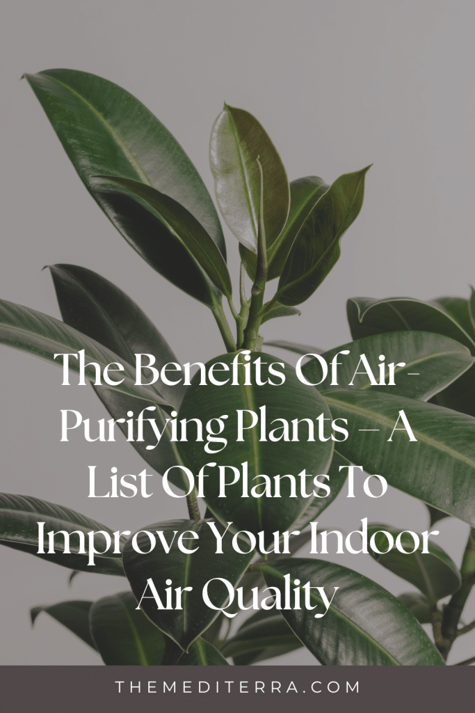 The Benefits Of Air Purifying Plants – A List Of Plants To Improve Your Indoor Air Quality 1 | TheMediterra.com